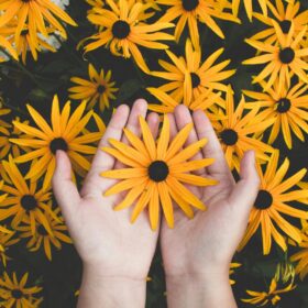 Close-up of hands holding vibrant yellow daisies, showcasing natural beauty and floral pattern.